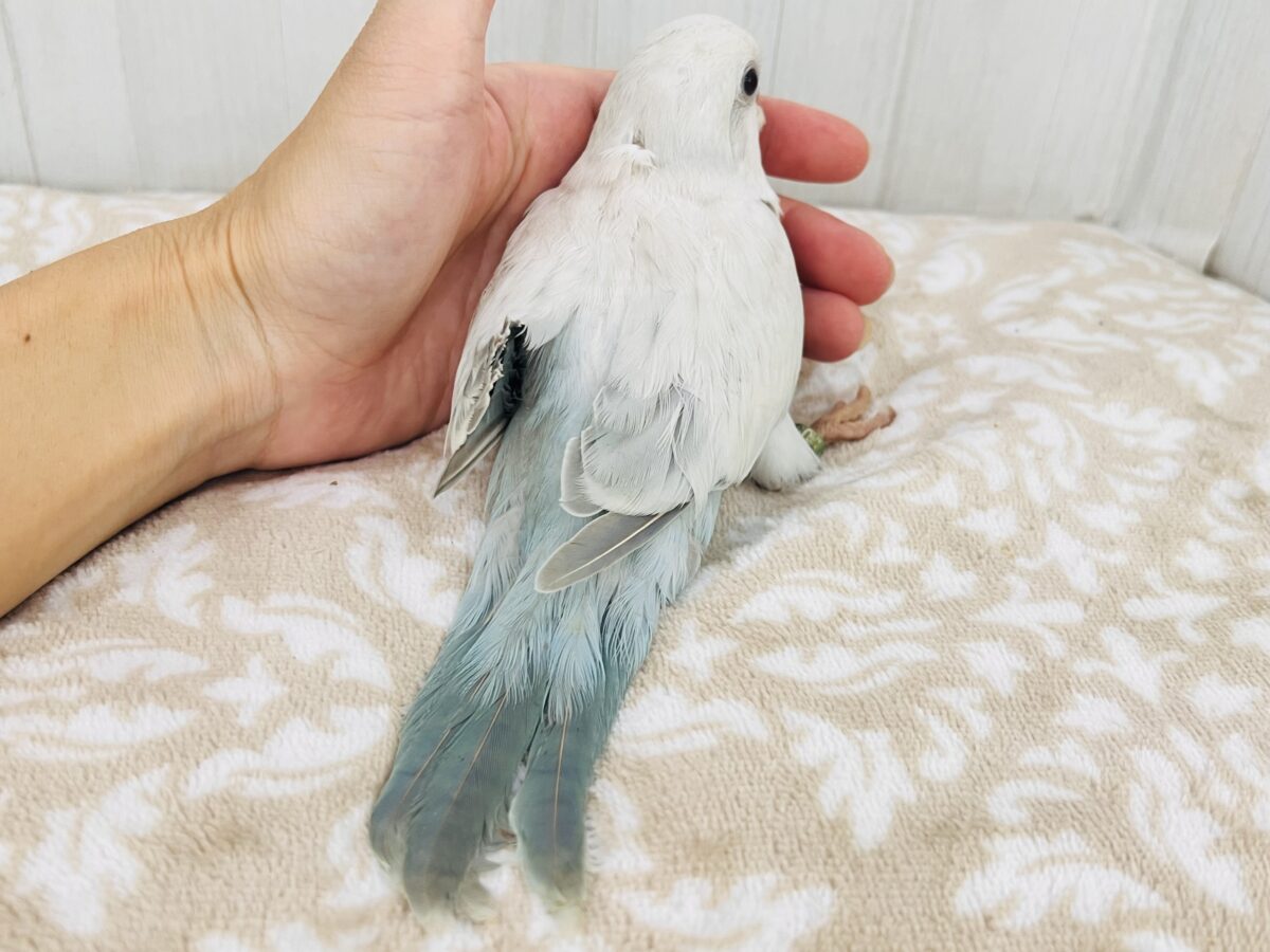 最新画像更新💕キラキラ✨美しいグラデーションのドレス👗オキナインコ(ブルーパリドオパーリン )の雛入舎しました♡ オキナインコ