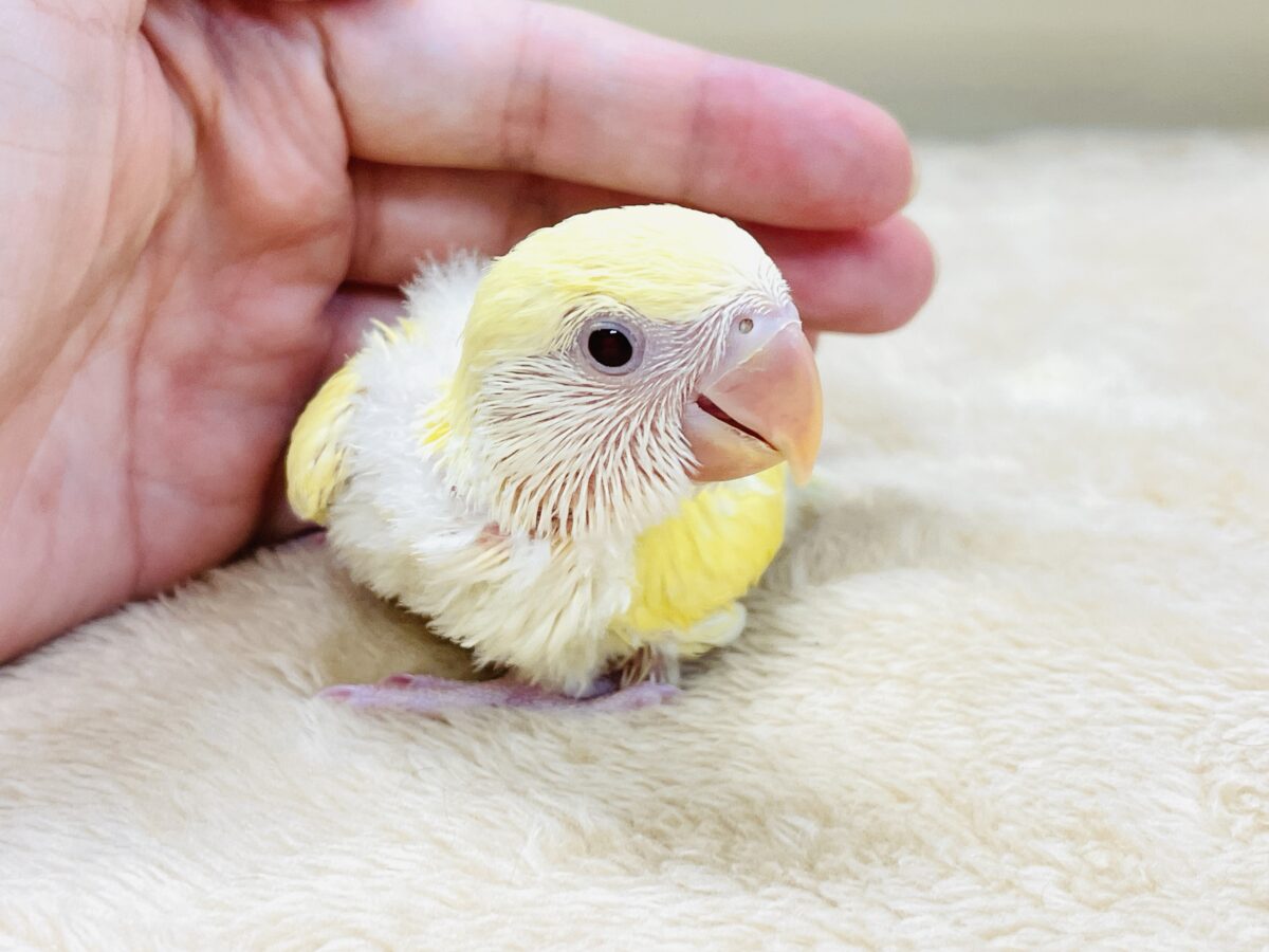 【最新画像】ふんわりたまごちゃん🍳✨コザクラインコ(クリームルチノー)ヒナ コザクラインコ(小桜インコ)