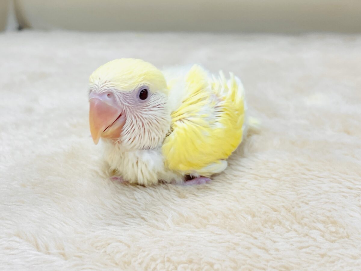 【最新画像】ふんわりたまごちゃん🍳✨コザクラインコ(クリームルチノー)ヒナ コザクラインコ(小桜インコ)