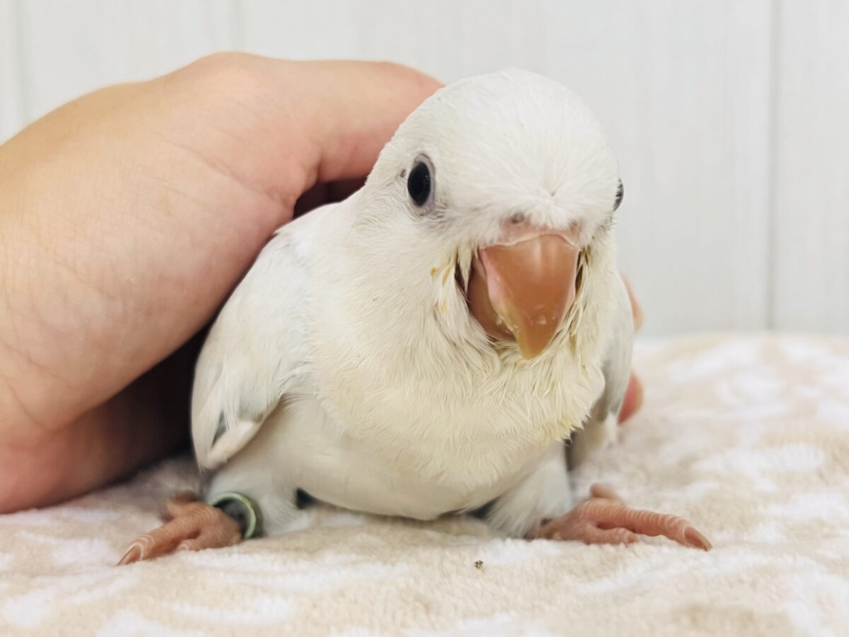 最新画像更新💕キラキラ✨美しいグラデーションのドレス👗オキナインコ(ブルーパリドオパーリン )の雛入舎しました♡ オキナインコ