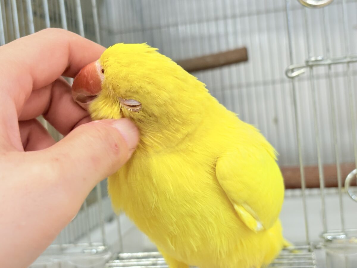 【最新画像更新🪄ひとり餌になりました☆】千葉店初🌟みんなをメロメロにさせちゃうゾ🐥🪇ワカケホンセイインコ(ルチノー) ヒナ ワカケホンセイインコ(月の輪インコ)