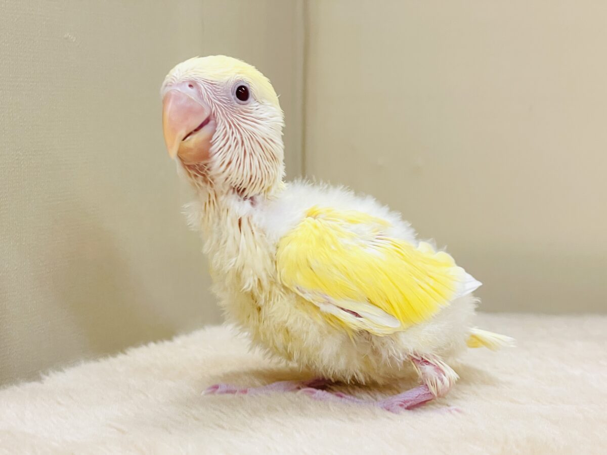 【最新画像】ふんわりたまごちゃん🍳✨コザクラインコ(クリームルチノー)ヒナ コザクラインコ(小桜インコ)