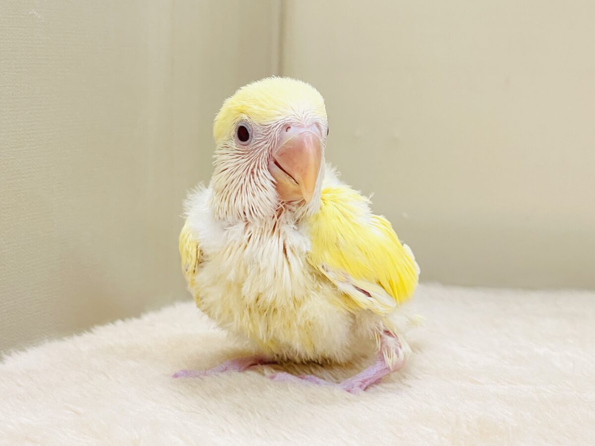 【最新画像】ふんわりたまごちゃん🍳✨コザクラインコ(クリームルチノー)ヒナ コザクラインコ(小桜インコ)