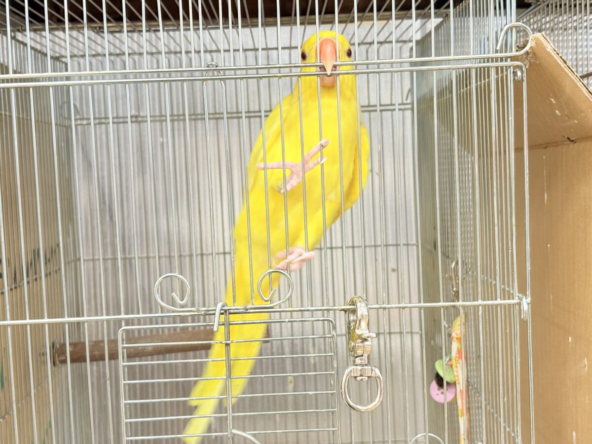 ワカケホンセイインコ（月の輪インコ）