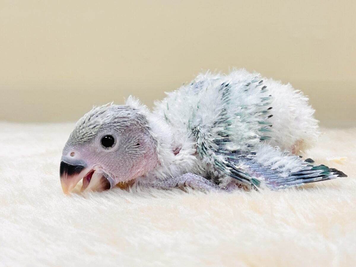 綿毛の国からやってきたよ💙コザクラインコ(ブルーチェリーオパーリン)ヒナ コザクラインコ(小桜インコ)