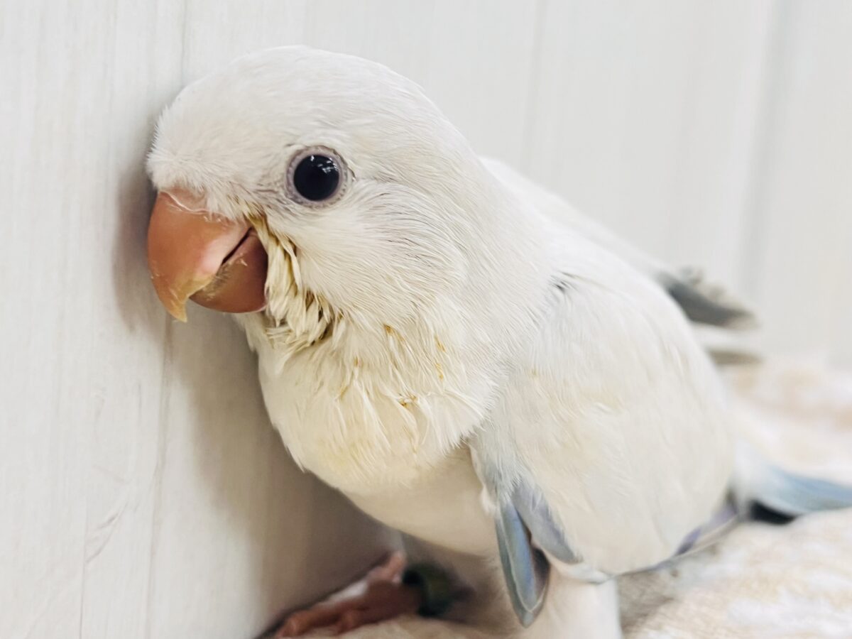 最新画像更新💕キラキラ✨美しいグラデーションのドレス👗オキナインコ(ブルーパリドオパーリン )の雛入舎しました♡ オキナインコ