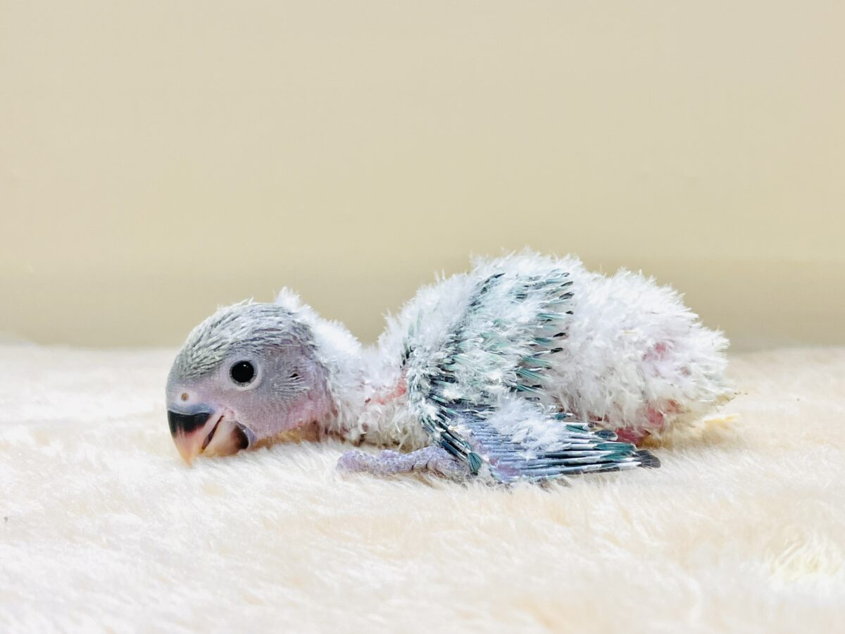 綿毛の国からやってきたよ💙コザクラインコ(ブルーチェリーオパーリン)ヒナ コザクラインコ(小桜インコ)