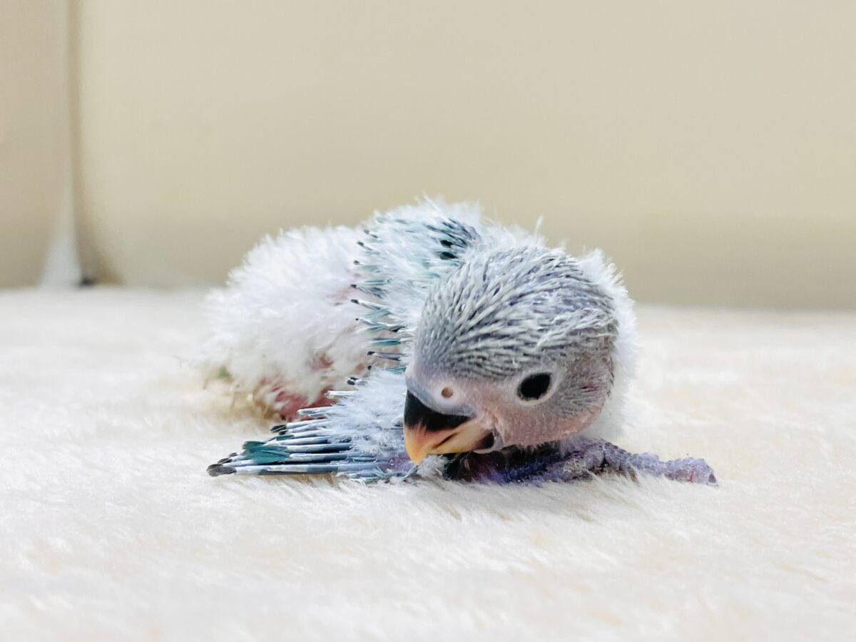 綿毛の国からやってきたよ💙コザクラインコ(ブルーチェリーオパーリン)ヒナ コザクラインコ(小桜インコ)