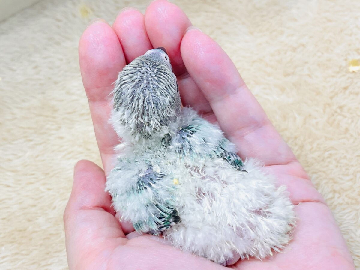 綿毛の国からやってきたよ💙コザクラインコ(ブルーチェリーオパーリン)ヒナ コザクラインコ(小桜インコ)