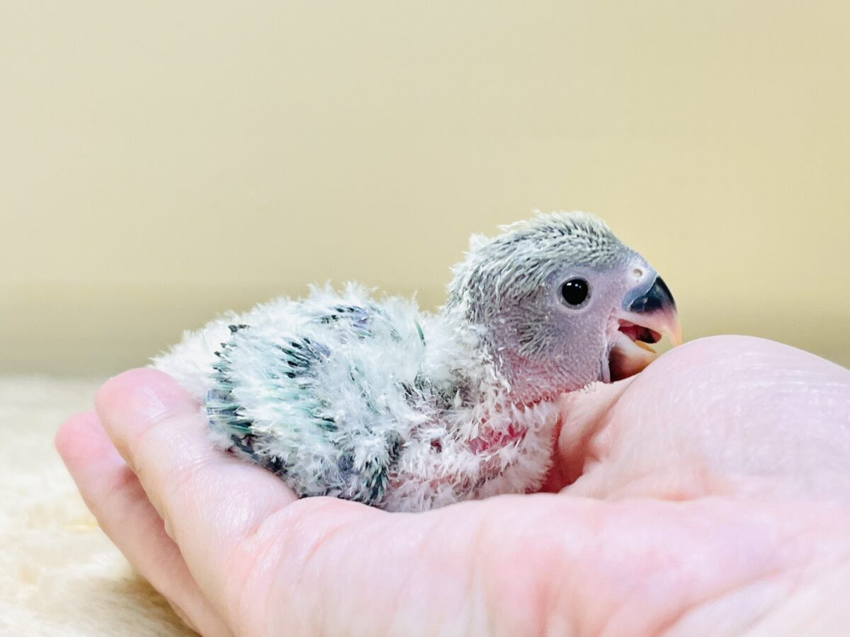 綿毛の国からやってきたよ💙コザクラインコ(ブルーチェリーオパーリン)ヒナ コザクラインコ(小桜インコ)