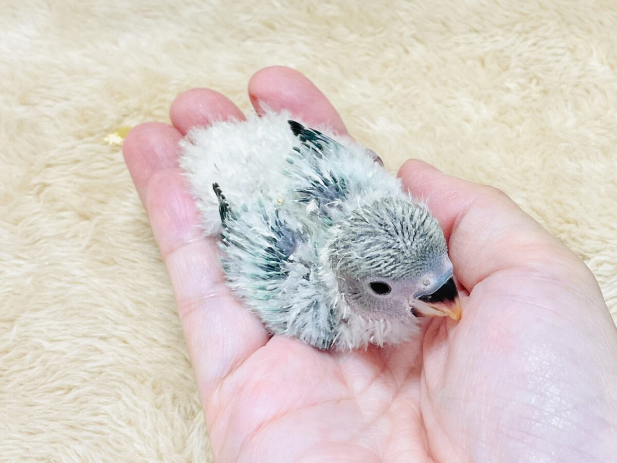 綿毛の国からやってきたよ💙コザクラインコ(ブルーチェリーオパーリン)ヒナ コザクラインコ(小桜インコ)