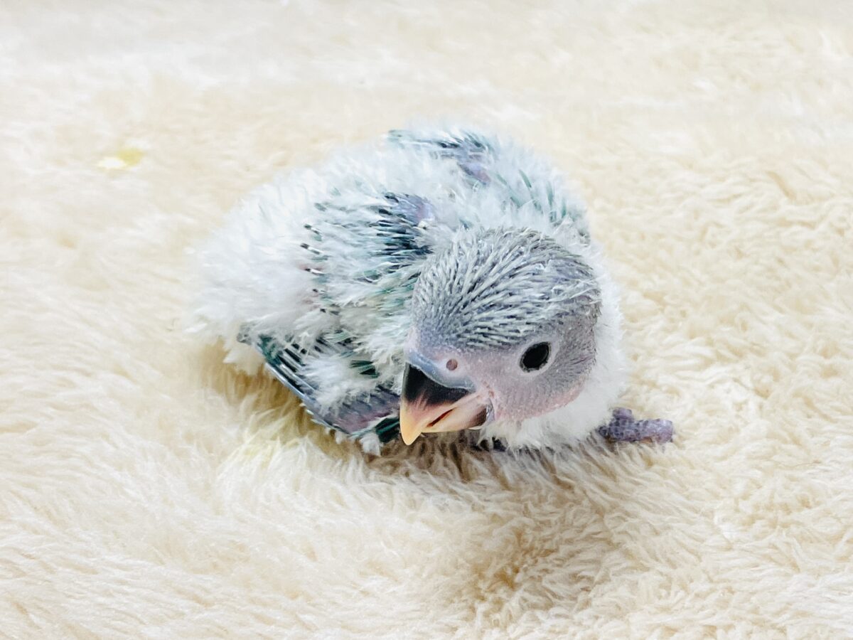 綿毛の国からやってきたよ💙コザクラインコ(ブルーチェリーオパーリン)ヒナ コザクラインコ(小桜インコ)