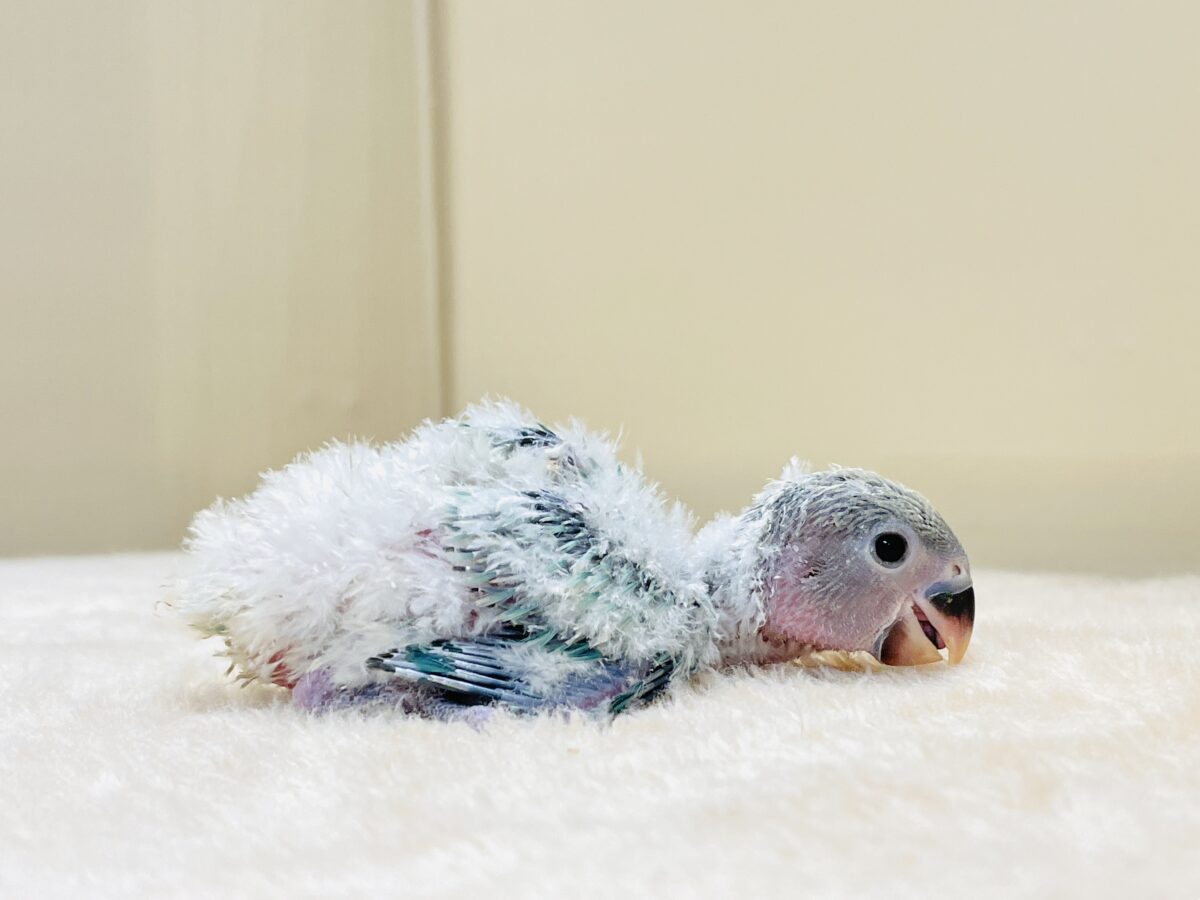 綿毛の国からやってきたよ💙コザクラインコ(ブルーチェリーオパーリン)ヒナ コザクラインコ(小桜インコ)