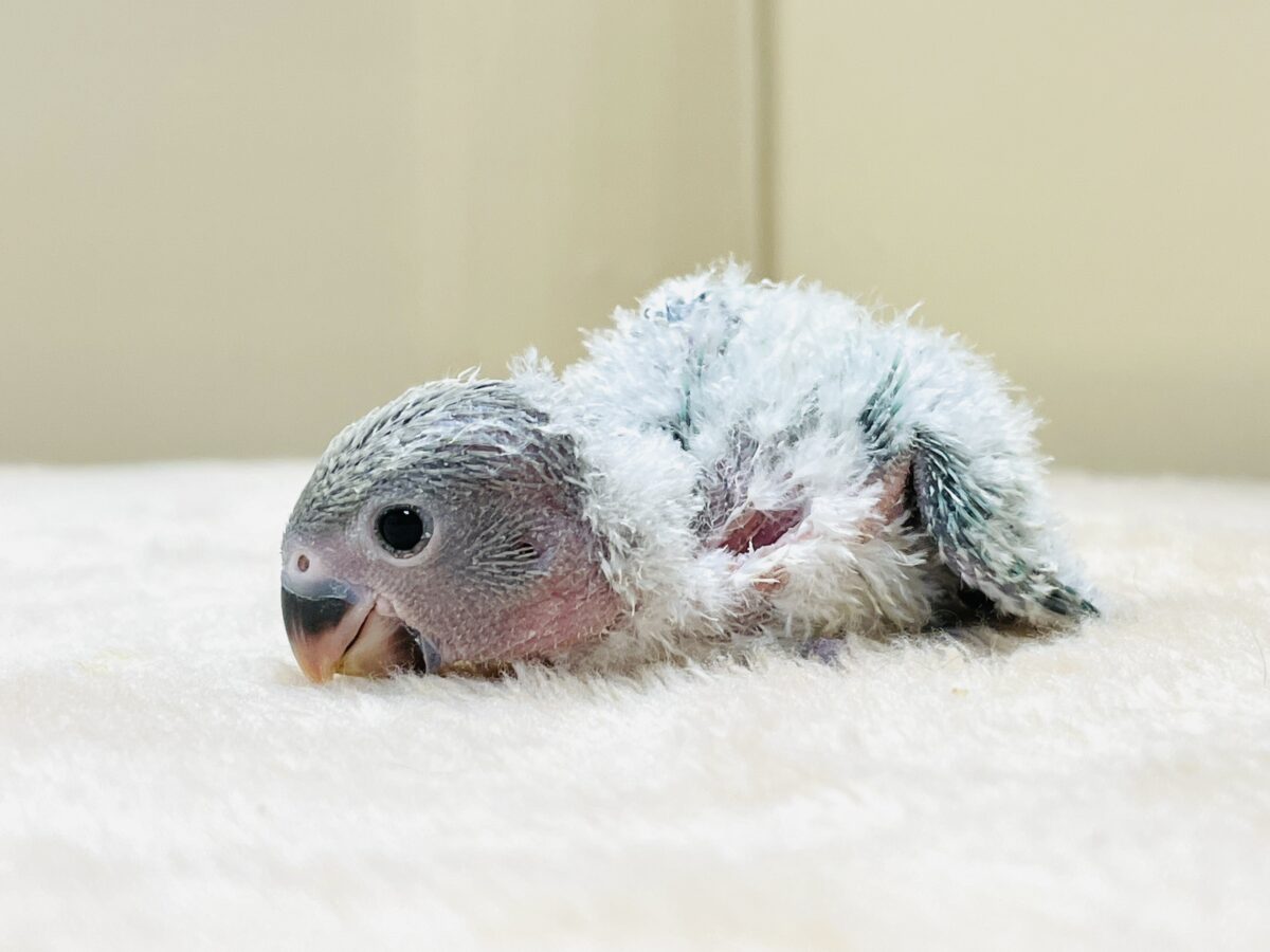 綿毛の国からやってきたよ💙コザクラインコ(ブルーチェリーオパーリン)ヒナ コザクラインコ(小桜インコ)