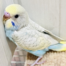 自慢の羽をよく見て！🌟セキセイインコのウイング〜🪽！