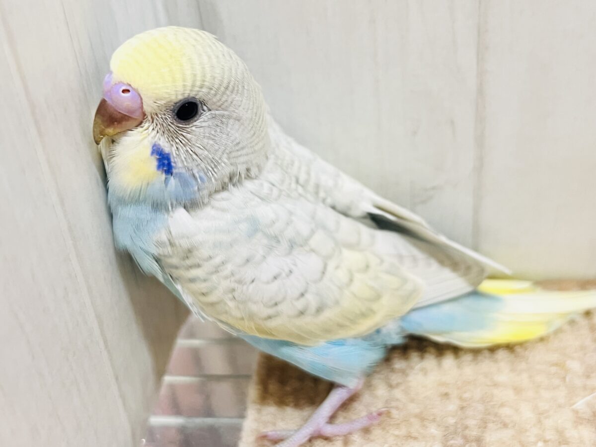 自慢の羽をよく見て！🌟セキセイインコのウイング〜🪽！