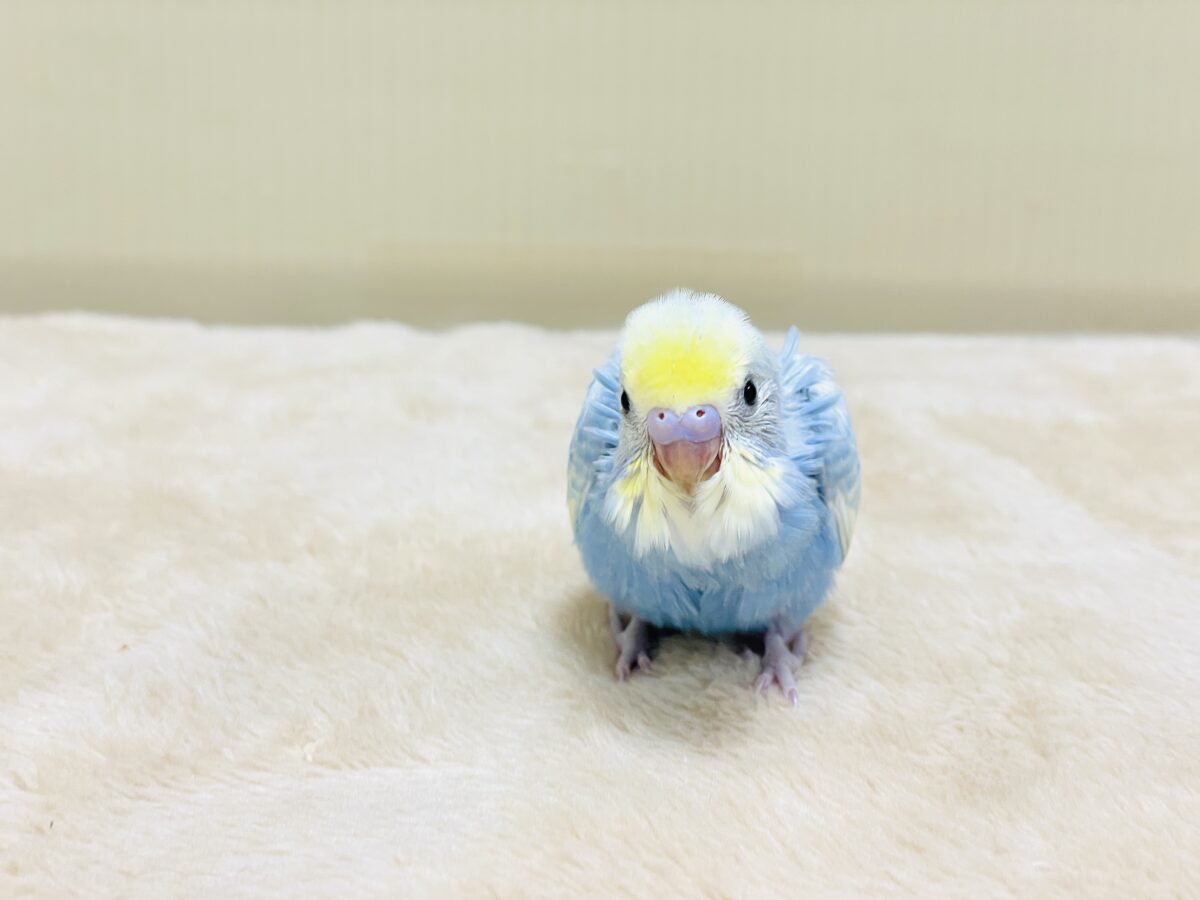 夏の爽やかクリームソーダちゃん🩵💛セキセイインコ(パステルレインボー)ヒナ セキセイインコ