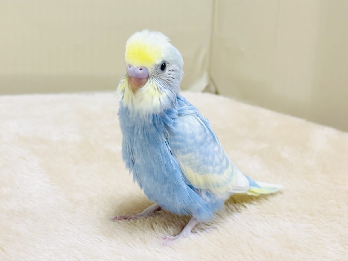 夏の爽やかクリームソーダちゃん🩵💛セキセイインコ(パステルレインボー)ヒナ セキセイインコ
