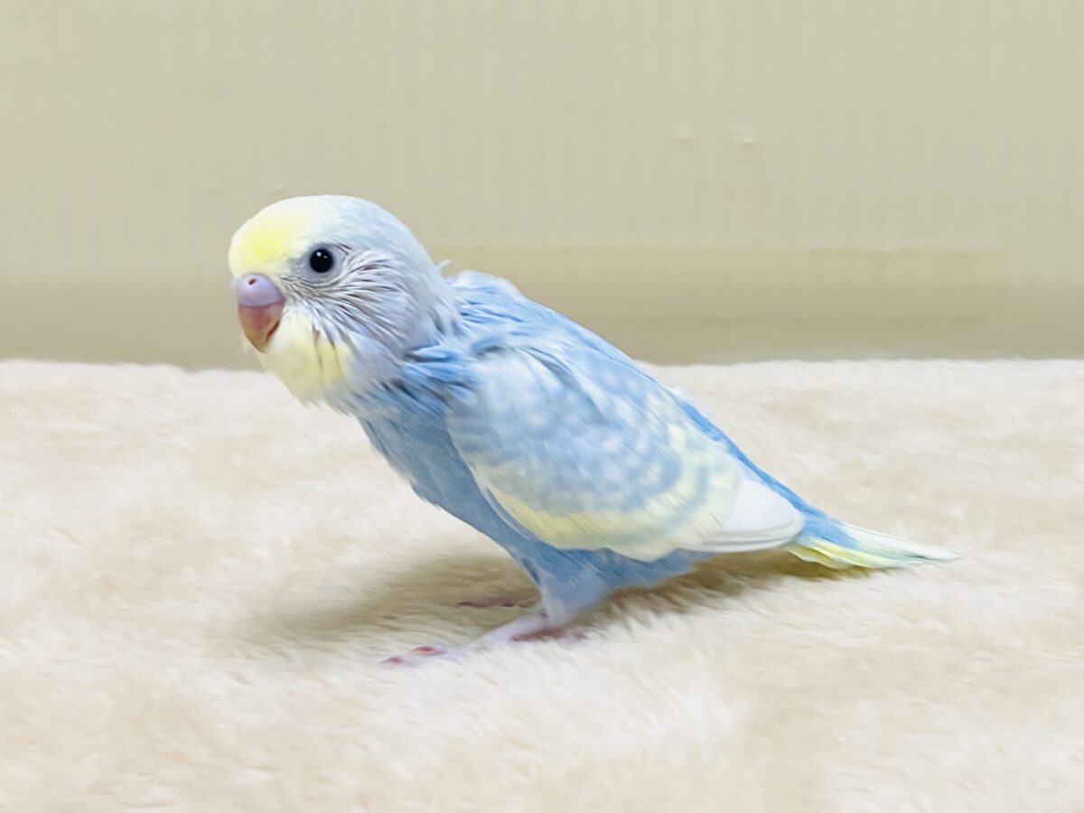 夏の爽やかクリームソーダちゃん🩵💛セキセイインコ(パステルレインボー)ヒナ セキセイインコ