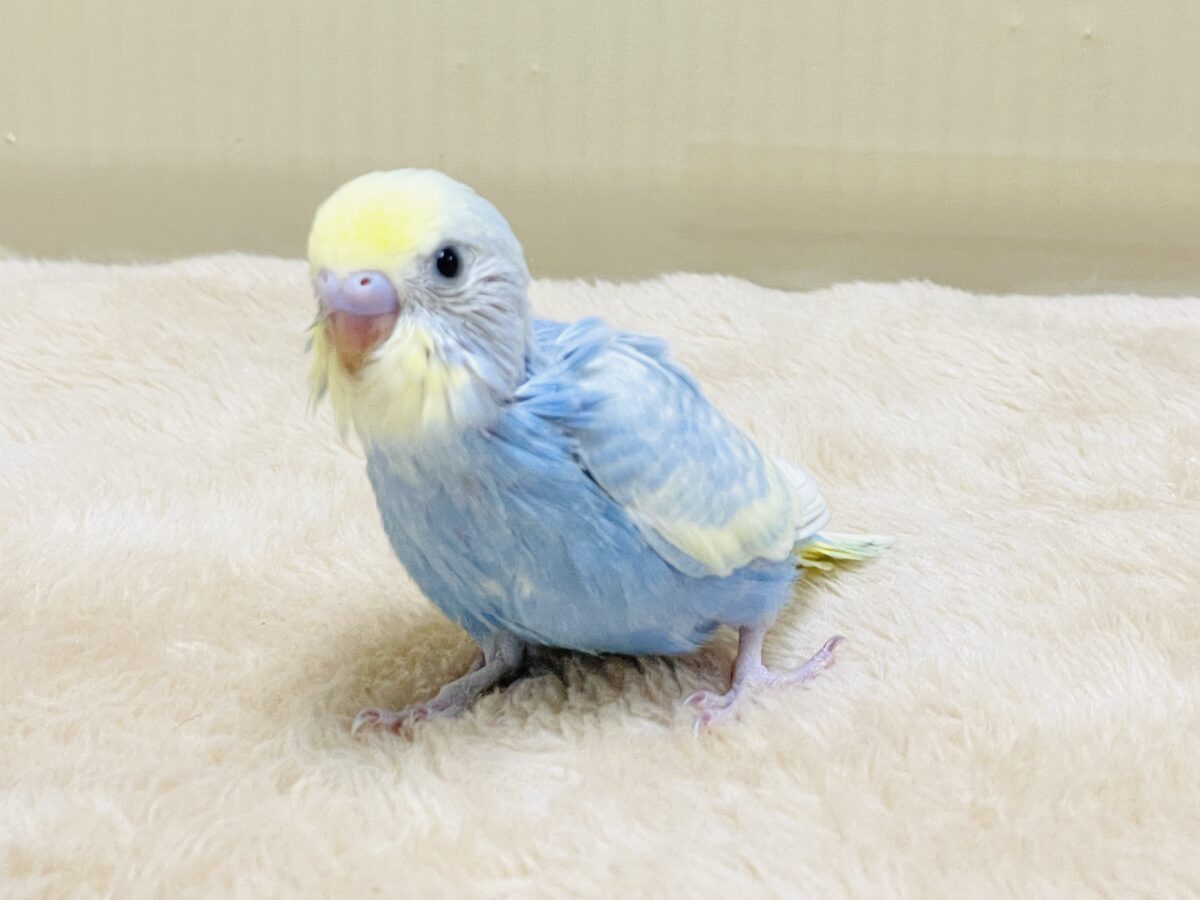 夏の爽やかクリームソーダちゃん🩵💛セキセイインコ(パステルレインボー)ヒナ セキセイインコ