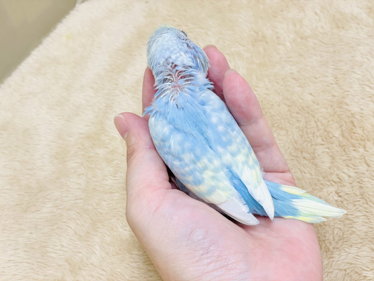 夏の爽やかクリームソーダちゃん🩵💛セキセイインコ(パステルレインボー)ヒナ セキセイインコ