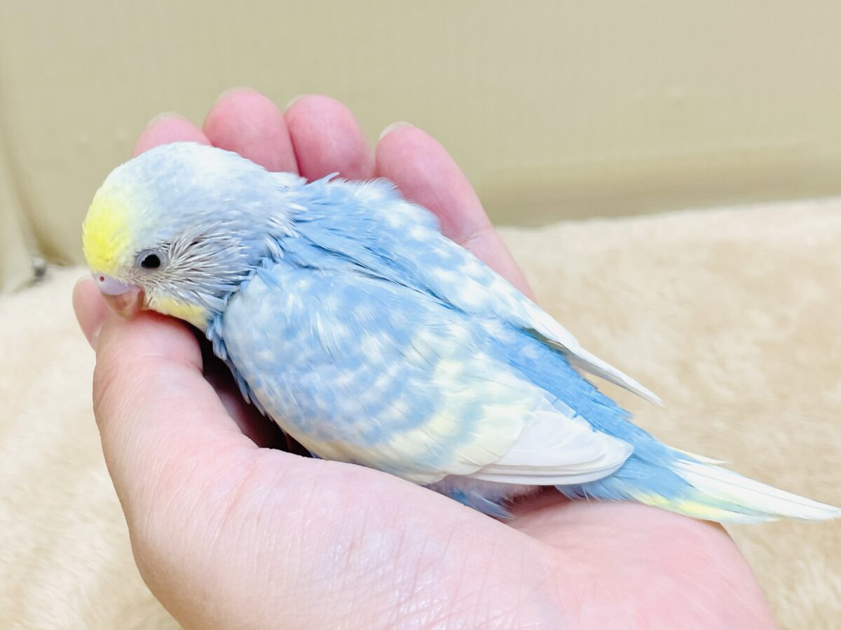 夏の爽やかクリームソーダちゃん🩵💛セキセイインコ(パステルレインボー)ヒナ セキセイインコ