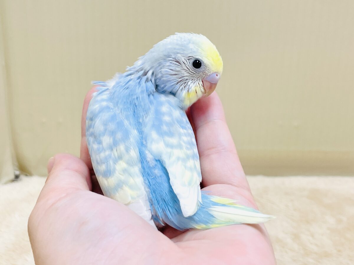 夏の爽やかクリームソーダちゃん🩵💛セキセイインコ(パステルレインボー)ヒナ セキセイインコ