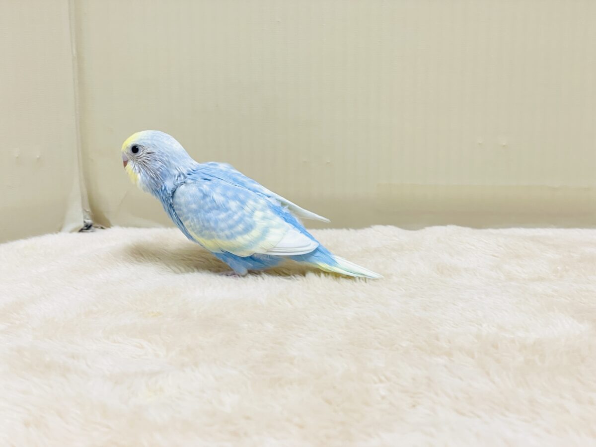 夏の爽やかクリームソーダちゃん🩵💛セキセイインコ(パステルレインボー)ヒナ セキセイインコ