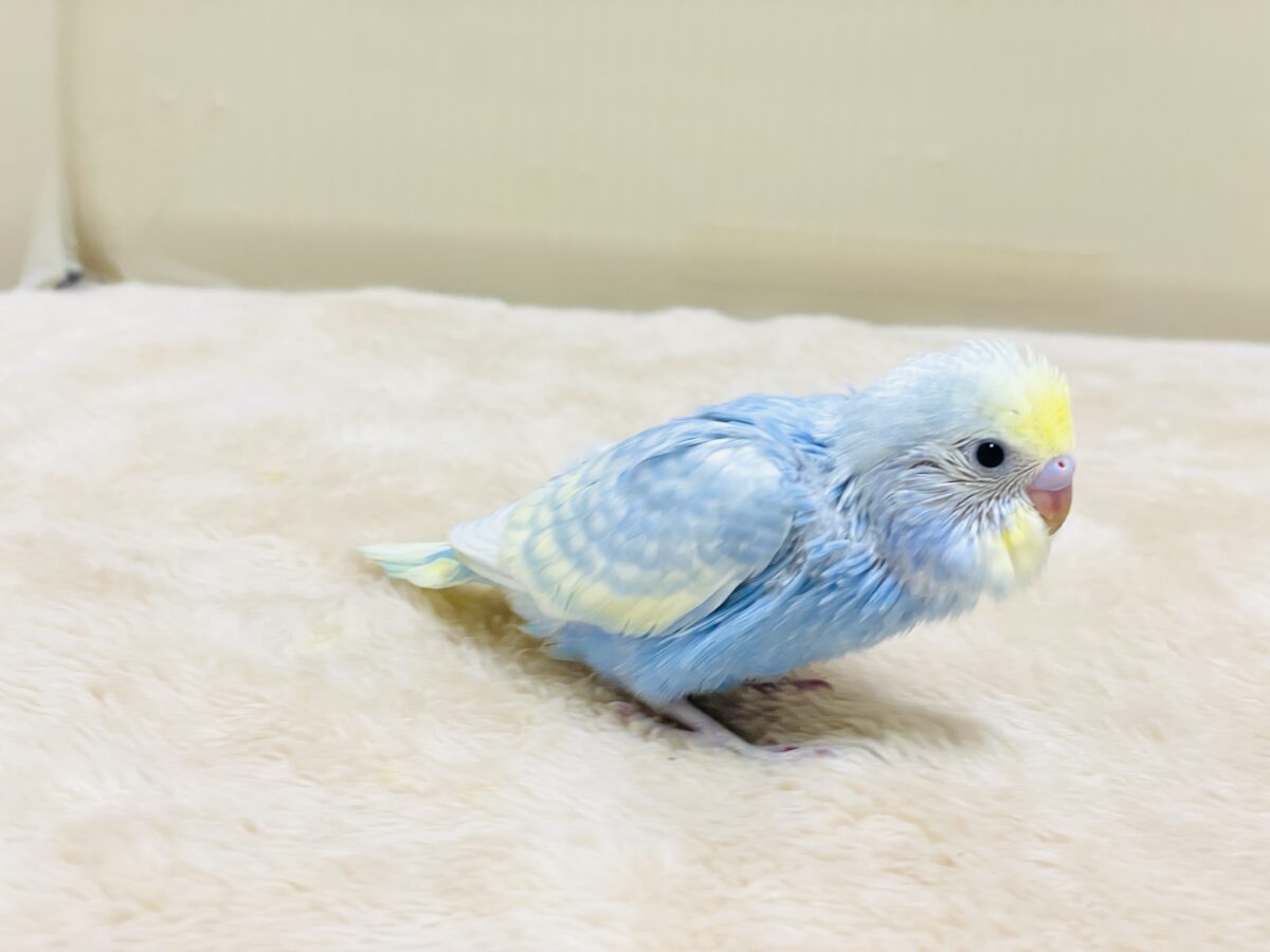 夏の爽やかクリームソーダちゃん🩵💛セキセイインコ(パステルレインボー)ヒナ セキセイインコ