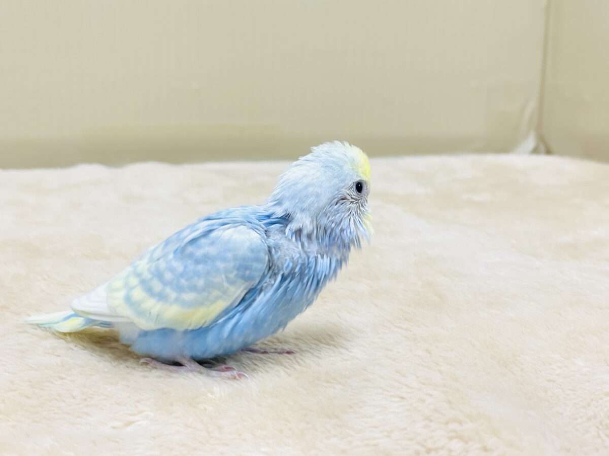 夏の爽やかクリームソーダちゃん🩵💛セキセイインコ(パステルレインボー)ヒナ セキセイインコ