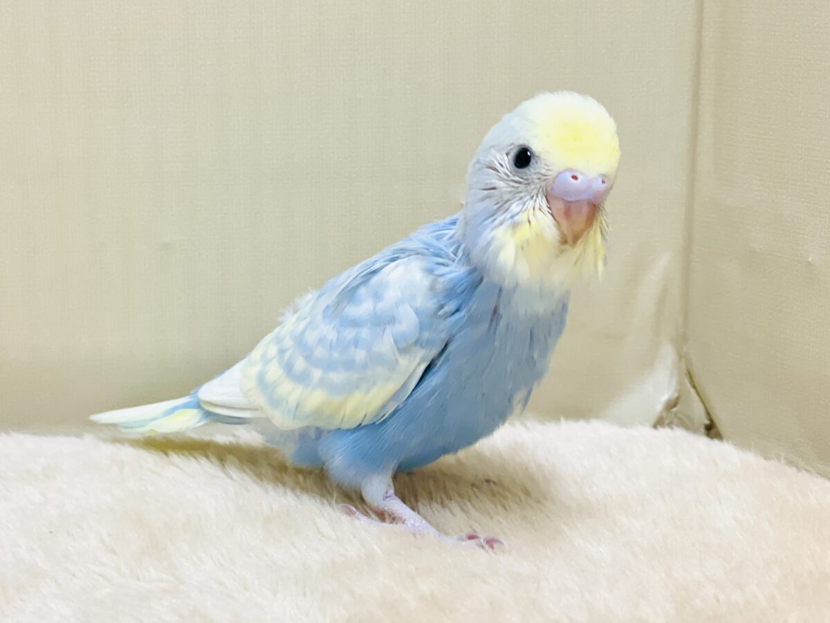 夏の爽やかクリームソーダちゃん🩵💛セキセイインコ(パステルレインボー)ヒナ セキセイインコ