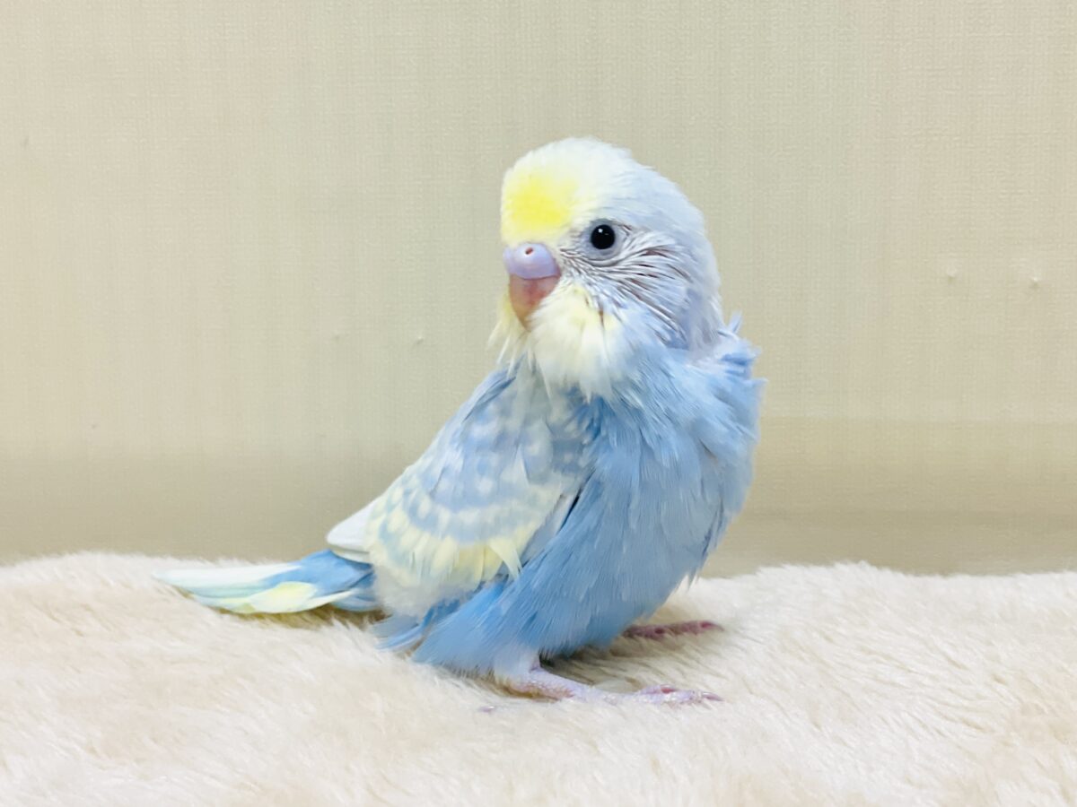 夏の爽やかクリームソーダちゃん🩵💛セキセイインコ(パステルレインボー)ヒナ セキセイインコ