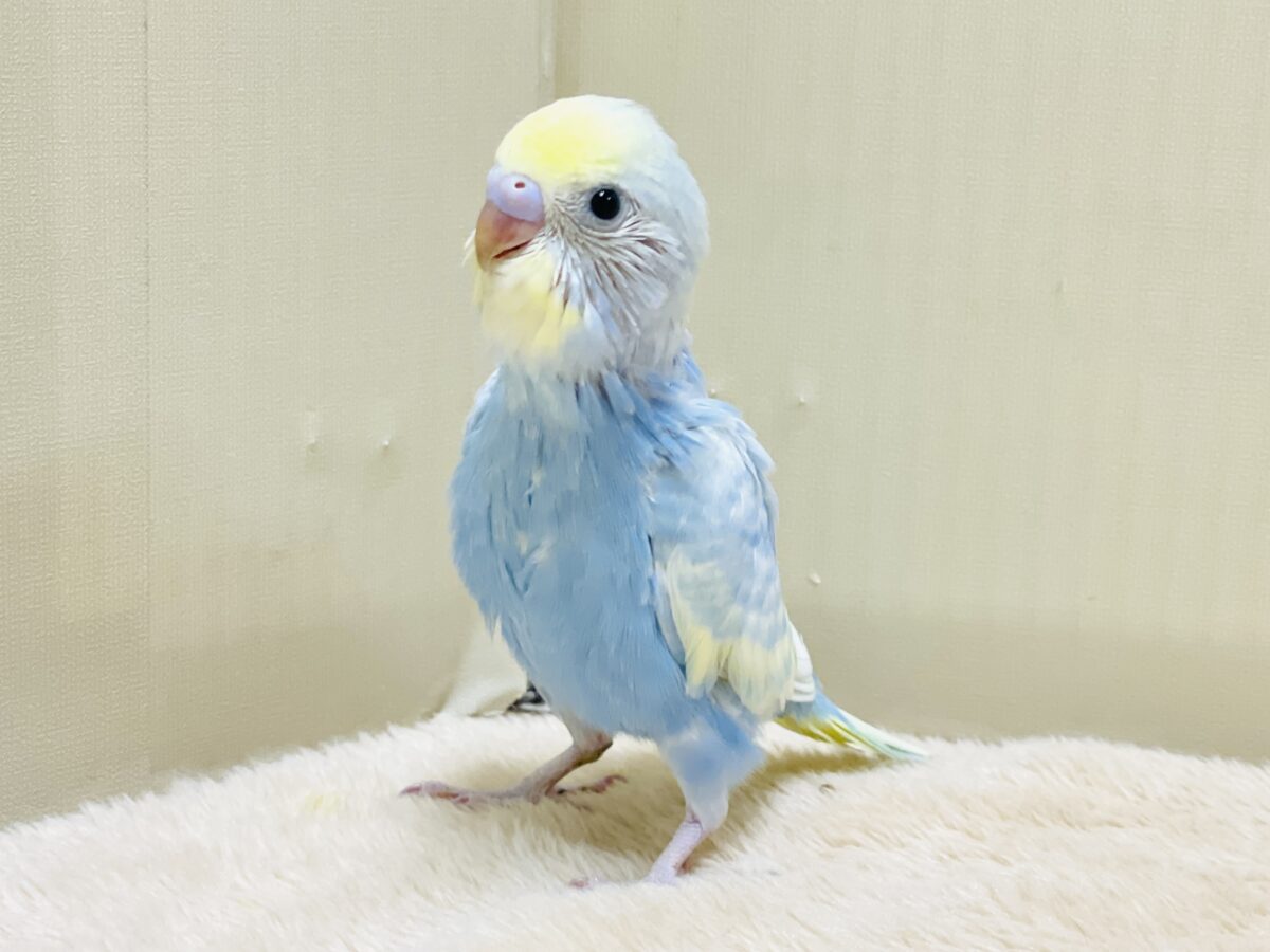 夏の爽やかクリームソーダちゃん🩵💛セキセイインコ(パステルレインボー)ヒナ セキセイインコ