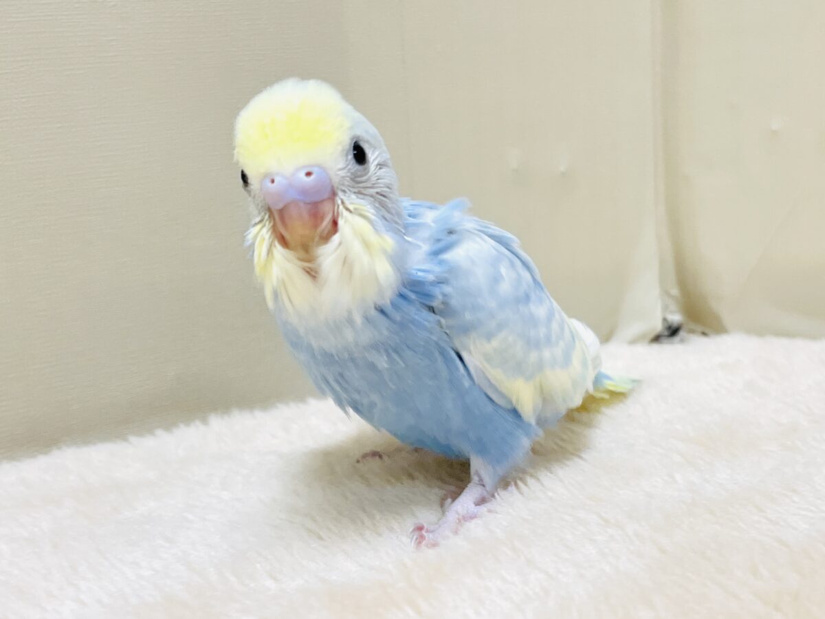 夏の爽やかクリームソーダちゃん🩵💛セキセイインコ(パステルレインボー)ヒナ セキセイインコ