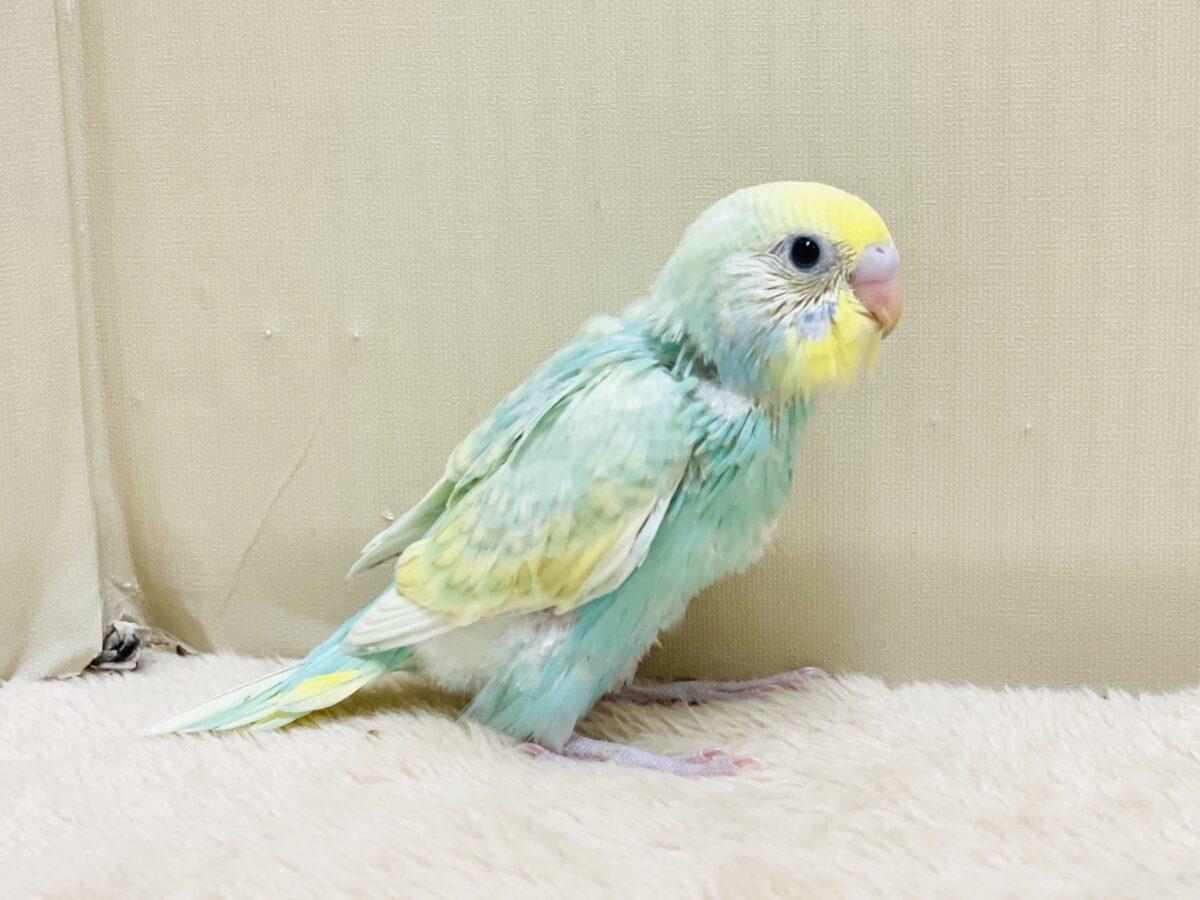 好奇心旺盛だよ💛セキセイインコ(パステルレインボースパングル)ヒナ セキセイインコ