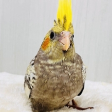 たっぷり粒々果汁⁈🍊オカメインコ（パール）の雛が入舎しました✨