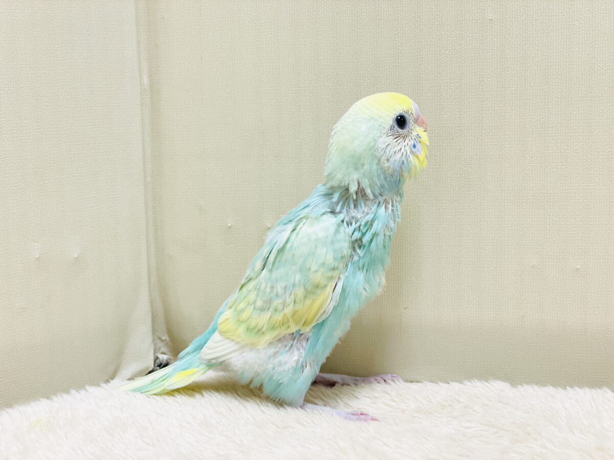 好奇心旺盛だよ💛セキセイインコ(パステルレインボースパングル)ヒナ セキセイインコ
