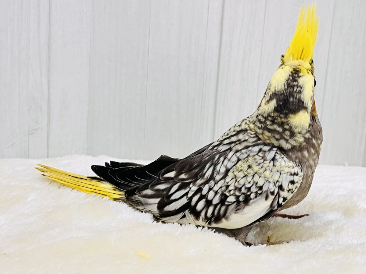 たっぷり粒々果汁⁈🍊オカメインコ(パール)の雛が入舎しました✨ オカメインコ
