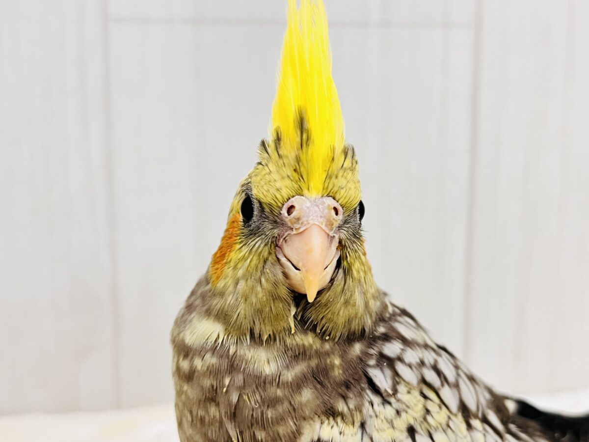 たっぷり粒々果汁⁈🍊オカメインコ(パール)の雛が入舎しました✨ オカメインコ