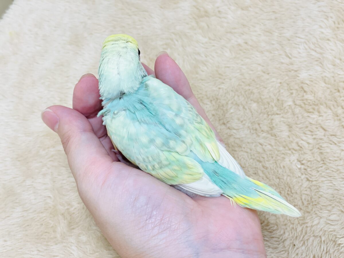 好奇心旺盛だよ💛セキセイインコ(パステルレインボースパングル)ヒナ セキセイインコ