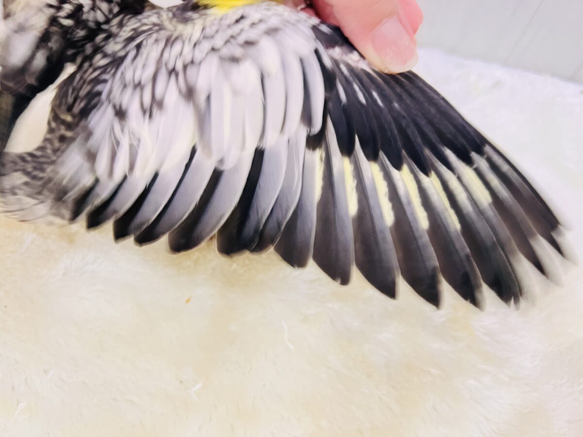 たっぷり粒々果汁⁈🍊オカメインコ(パール)の雛が入舎しました✨ オカメインコ