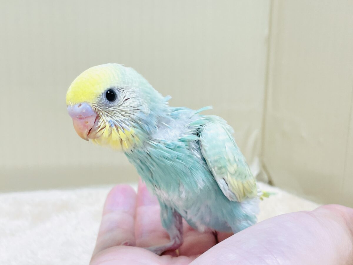 好奇心旺盛だよ💛セキセイインコ(パステルレインボースパングル)ヒナ セキセイインコ