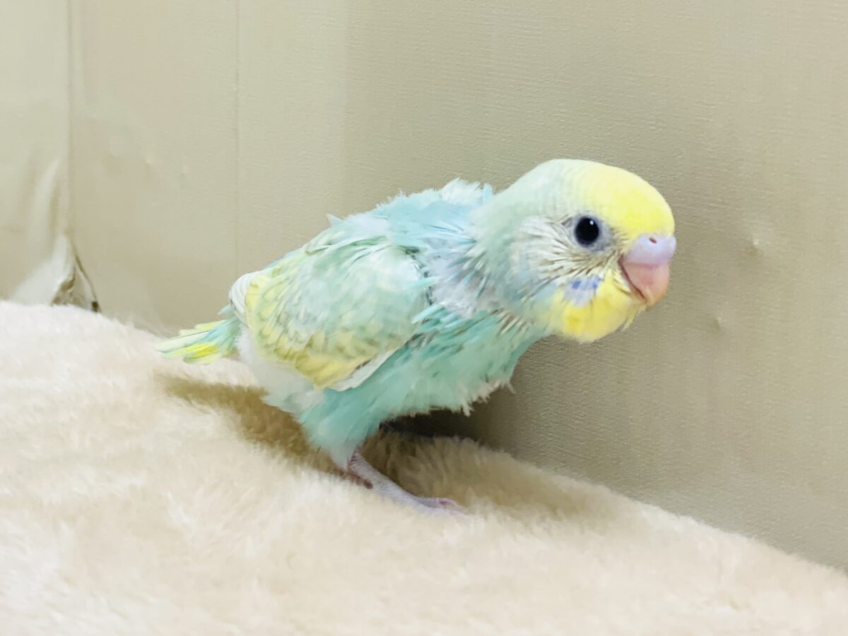 好奇心旺盛だよ💛セキセイインコ(パステルレインボースパングル)ヒナ セキセイインコ