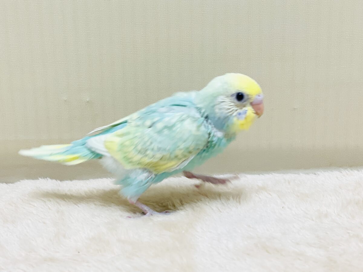 好奇心旺盛だよ💛セキセイインコ(パステルレインボースパングル)ヒナ セキセイインコ