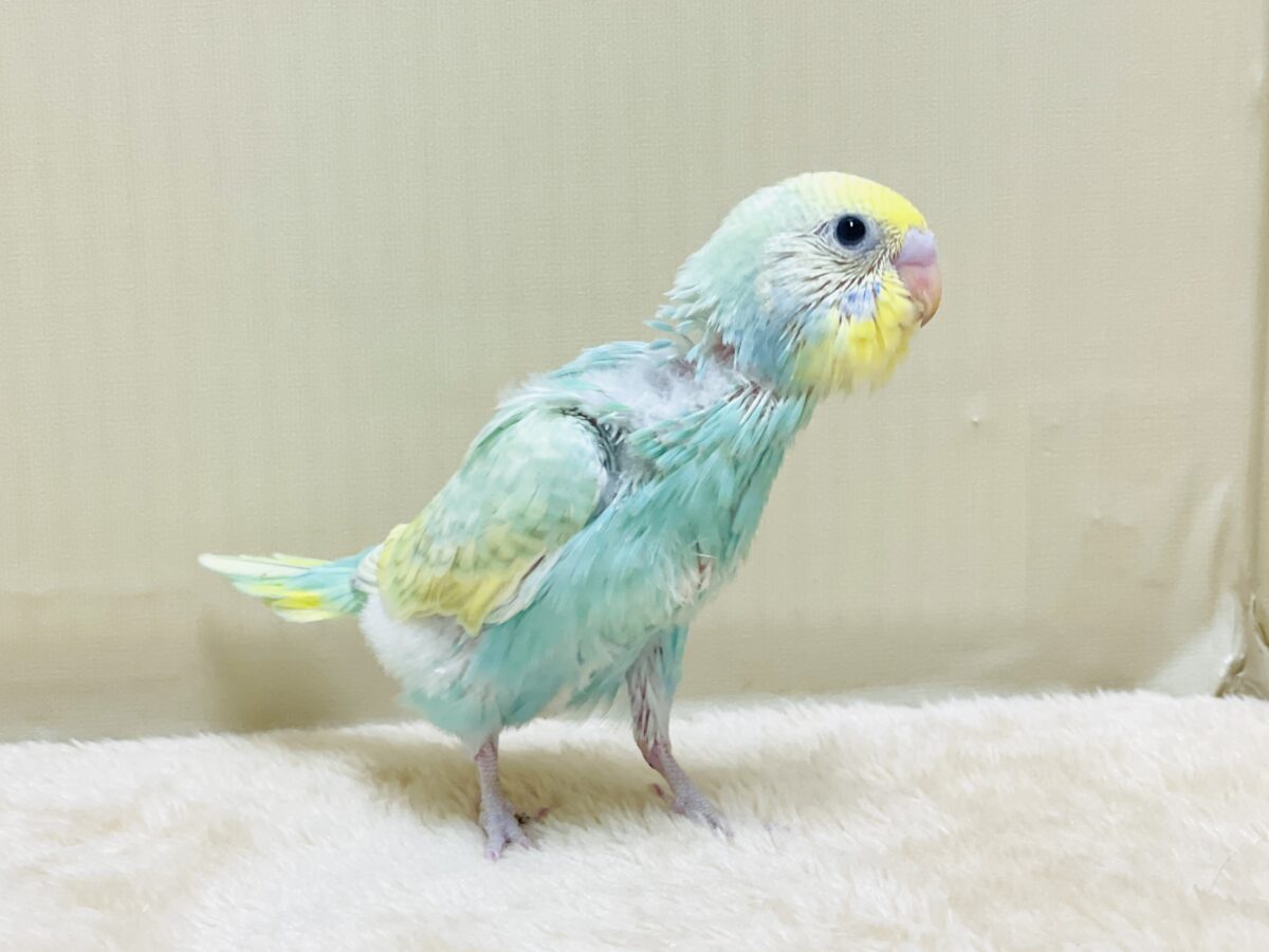 好奇心旺盛だよ💛セキセイインコ(パステルレインボースパングル)ヒナ セキセイインコ
