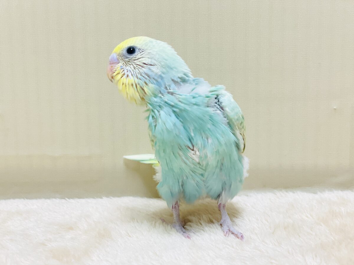 好奇心旺盛だよ💛セキセイインコ(パステルレインボースパングル)ヒナ セキセイインコ