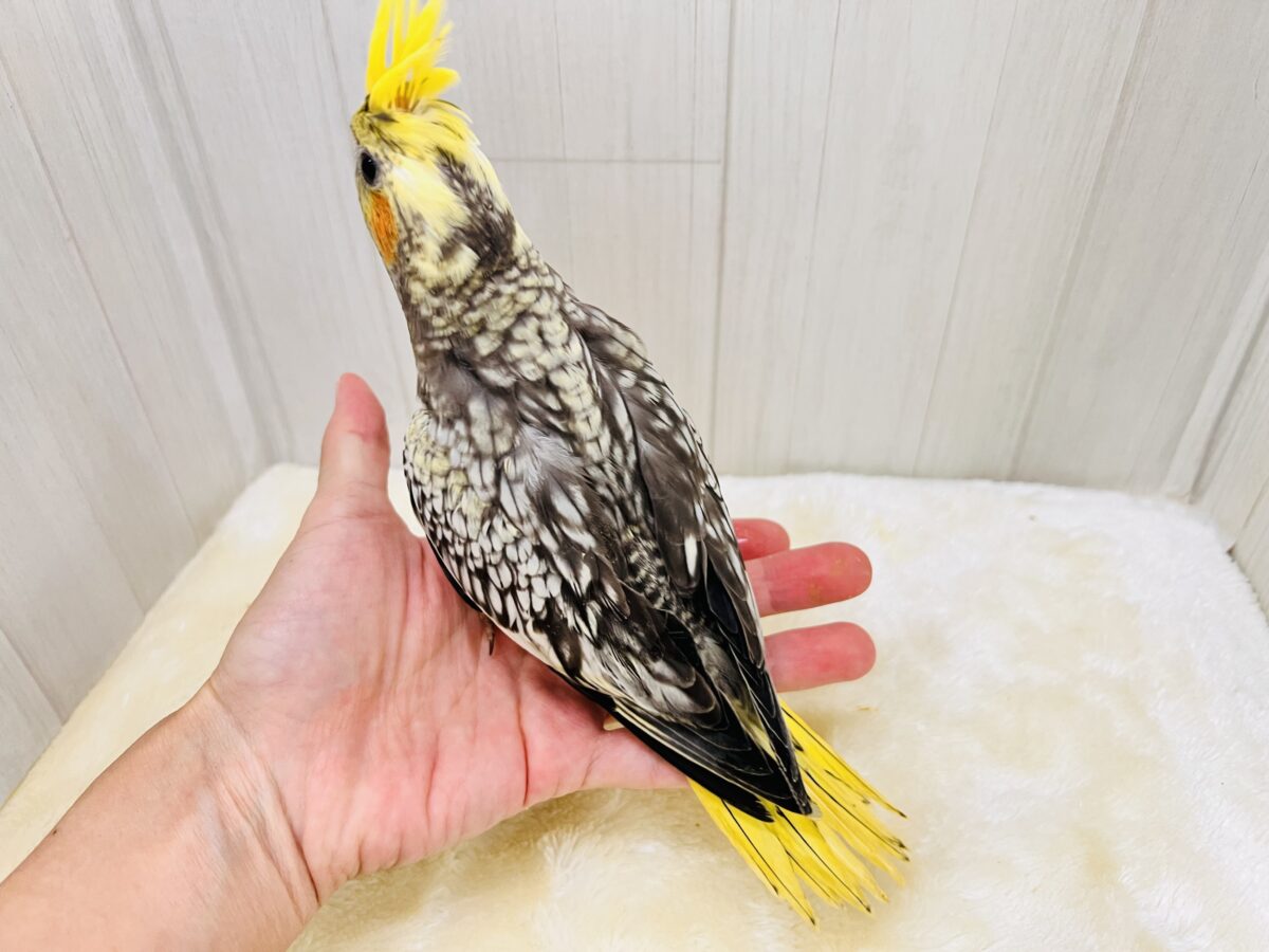 たっぷり粒々果汁⁈🍊オカメインコ(パール)の雛が入舎しました✨ オカメインコ