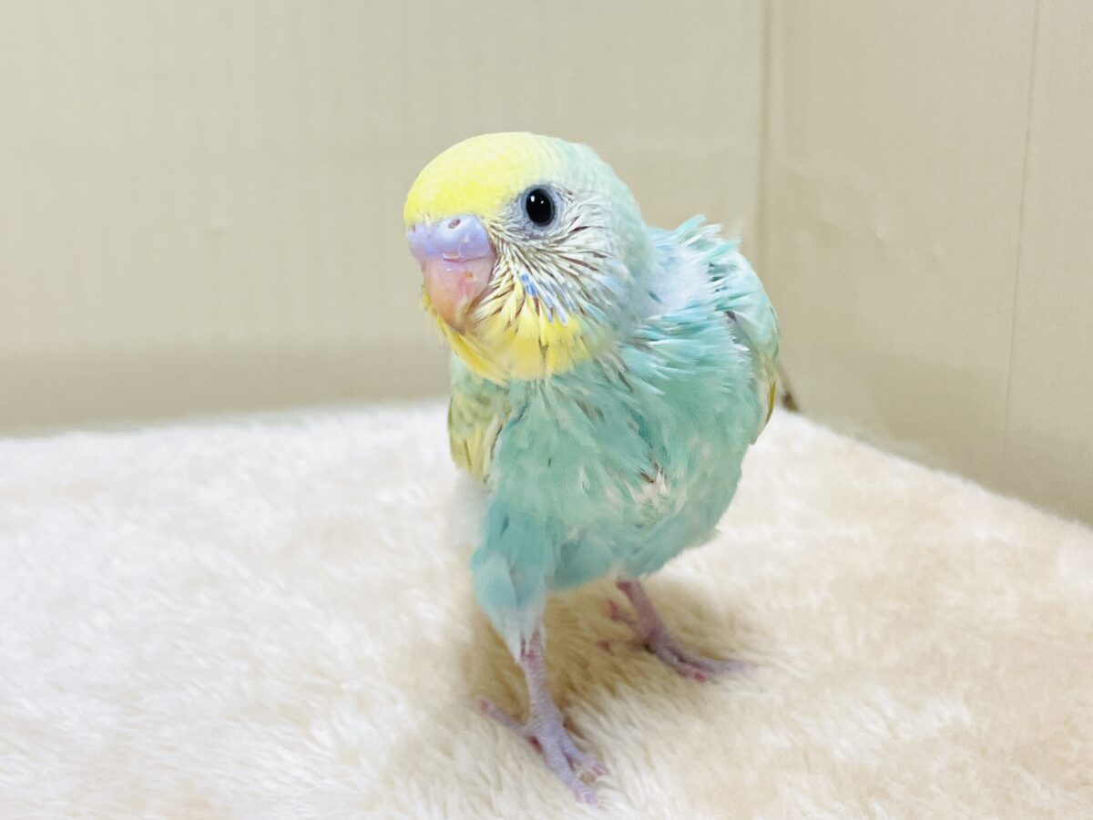 好奇心旺盛だよ💛セキセイインコ(パステルレインボースパングル)ヒナ セキセイインコ