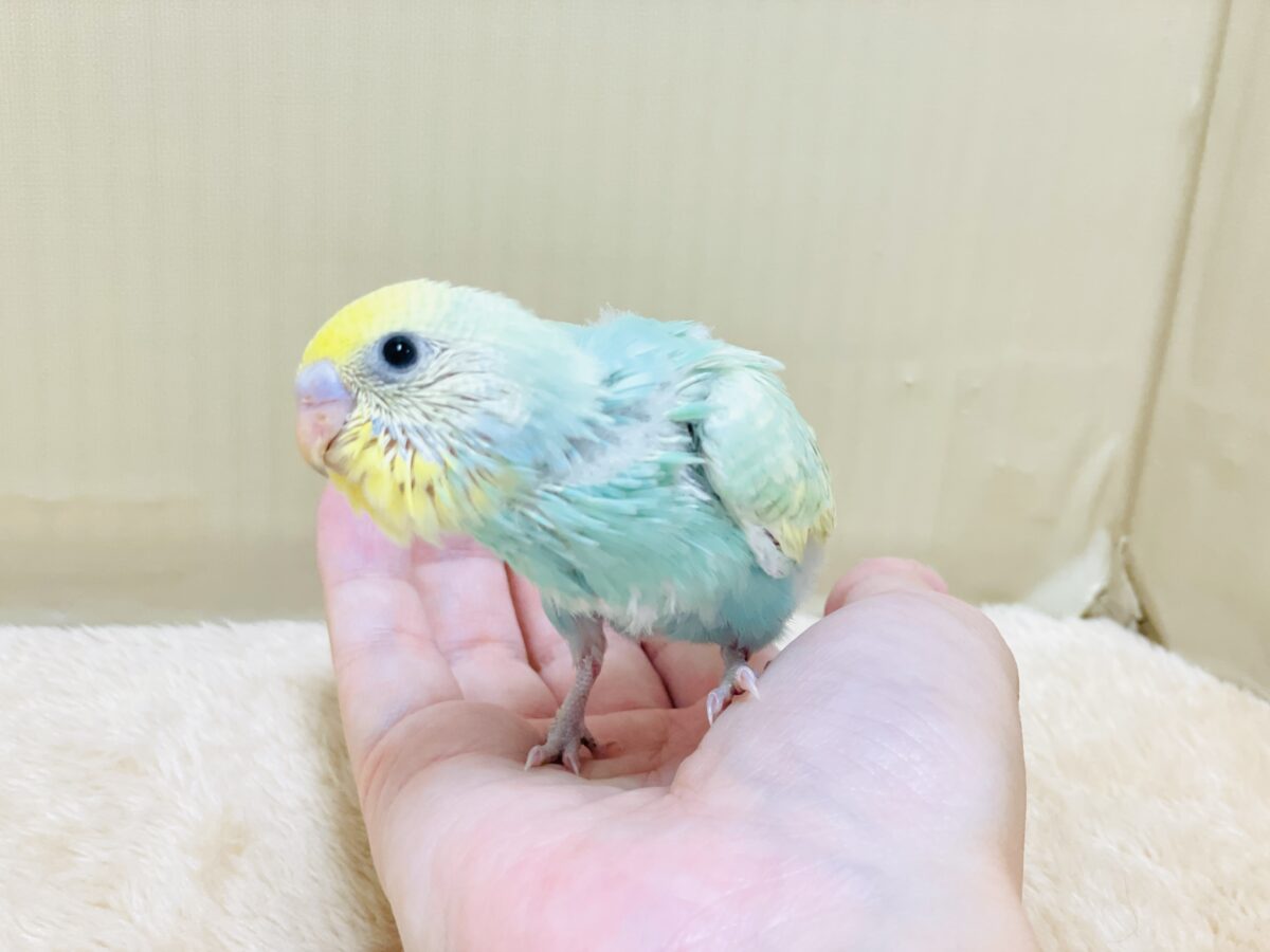 好奇心旺盛だよ💛セキセイインコ(パステルレインボースパングル)ヒナ セキセイインコ