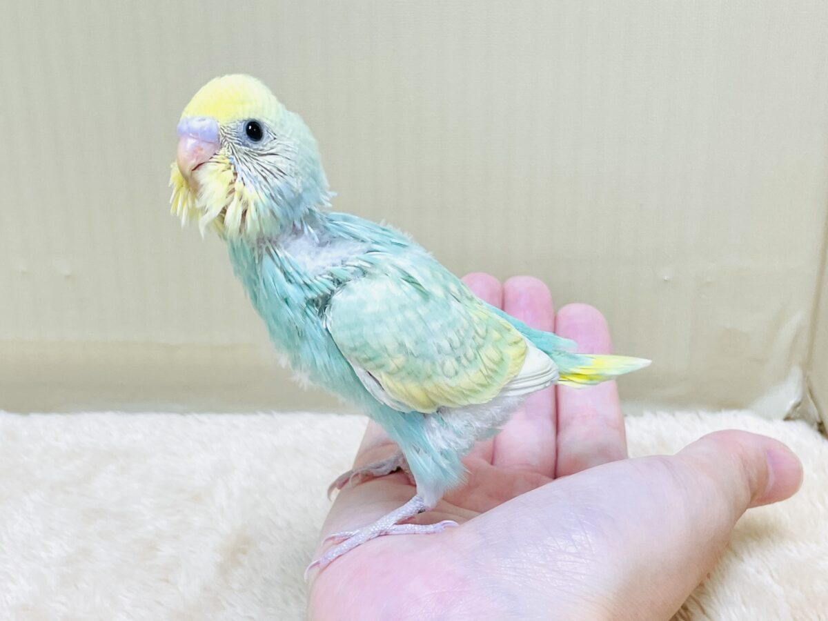 好奇心旺盛だよ💛セキセイインコ(パステルレインボースパングル)ヒナ セキセイインコ